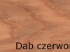 dąb czerwony