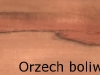 orzech boliwia